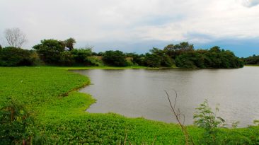humedal