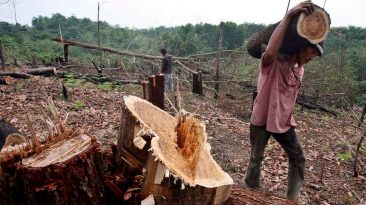 deforestacion
